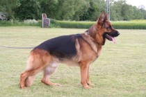 Stud German Shepard - Frenchtown, NJ - Pro Canine Center
