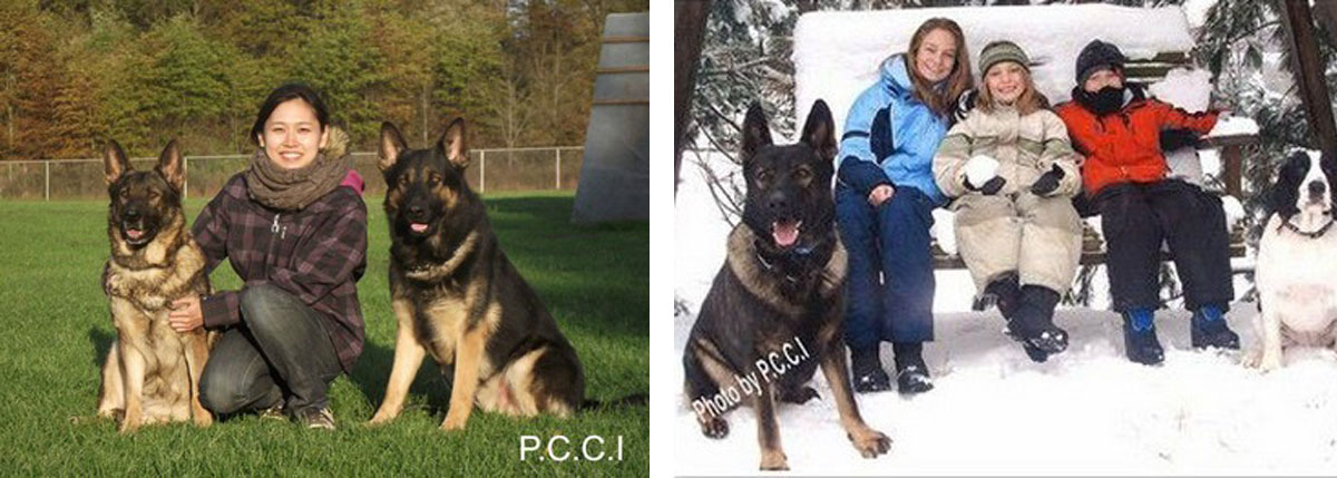 Family Protection Dog Training - Frenchtown, NJ - Pro Canine Center