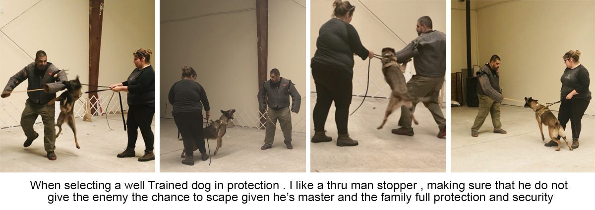 Owner and Dog Training - Frenchtown, NJ - Pro Canine Center