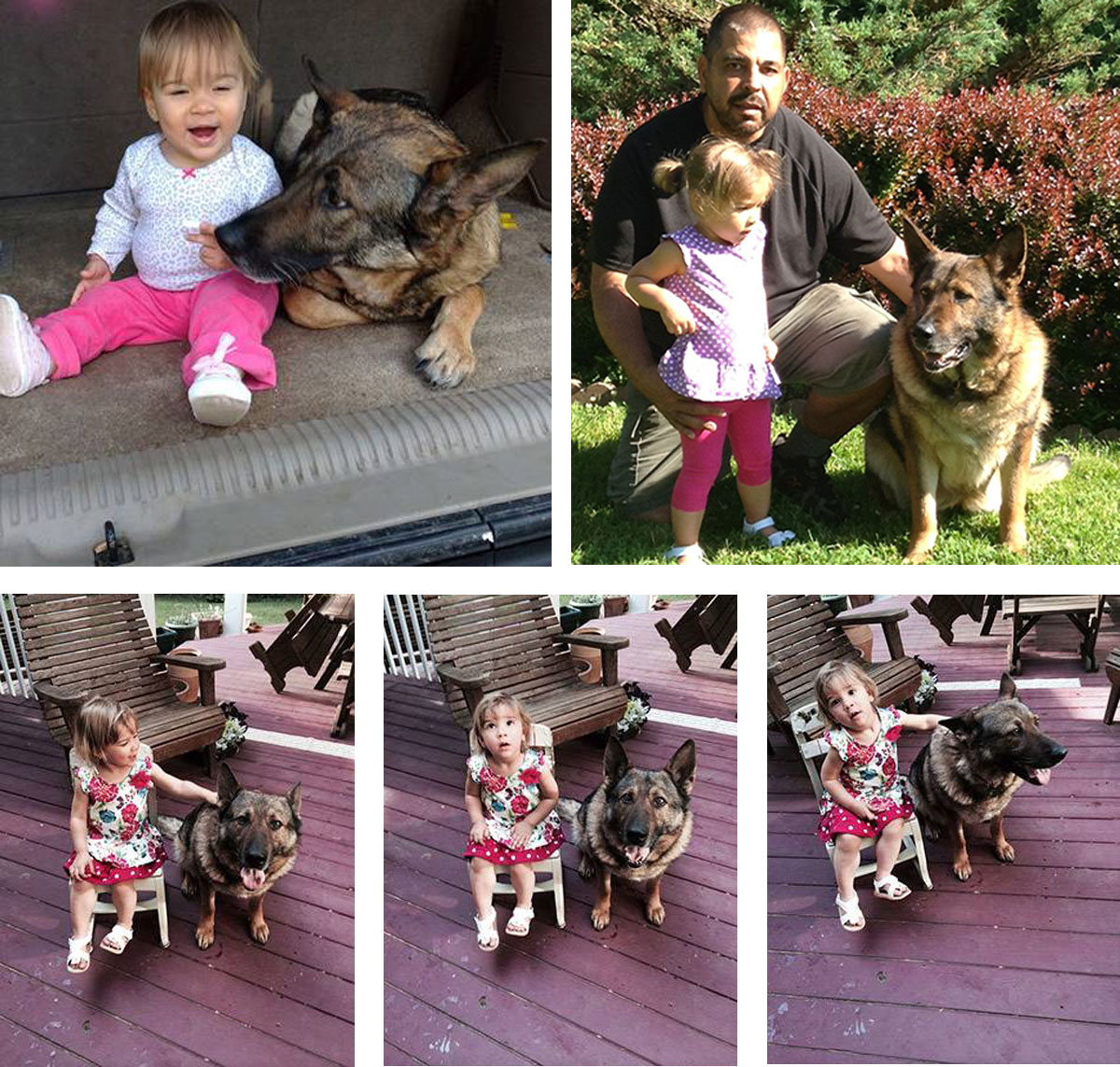 Protection Dog and Toddler - Frenchtown, NJ - Pro Canine Center