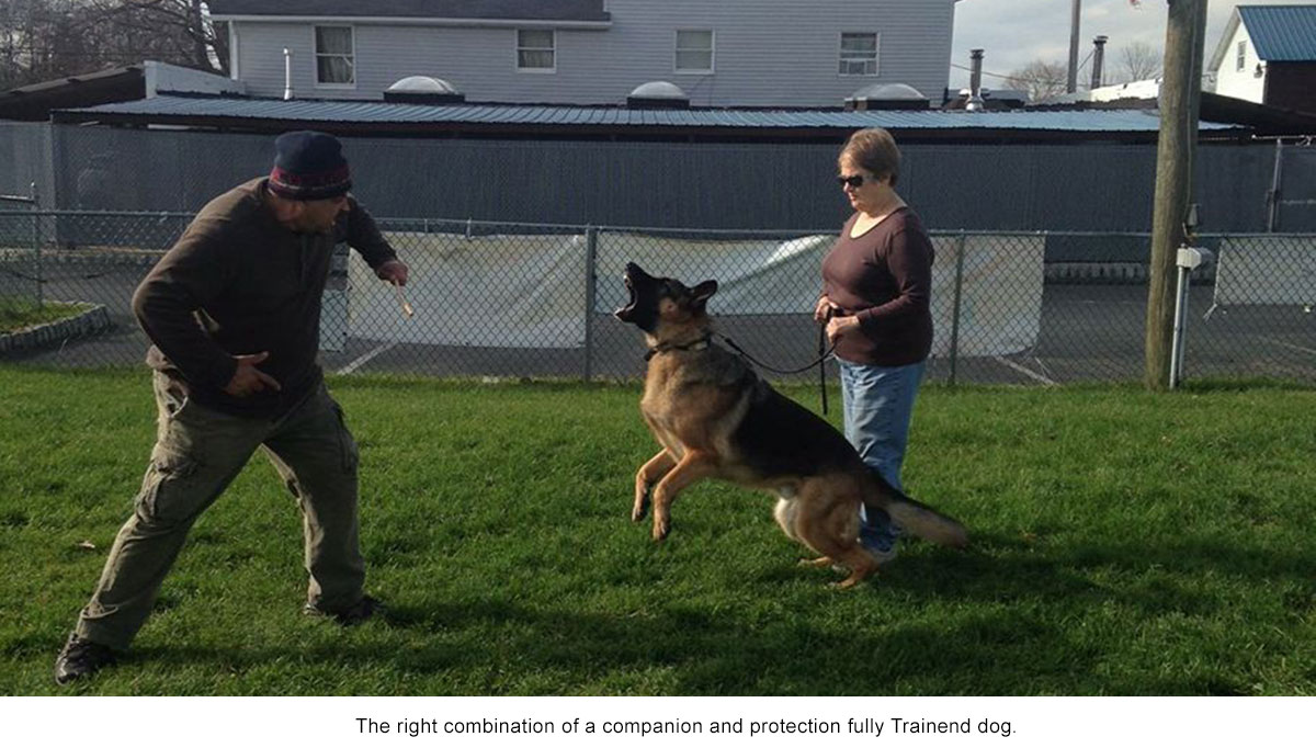 Andre Protection Dog Training - Frenchtown, NJ - Pro Canine Center